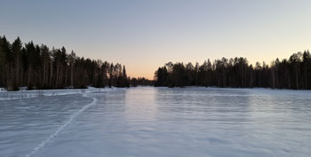 Rådjur i snön